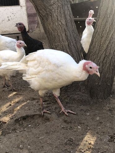 Digər heyvanlar: Dişi, Damazlıq, Ünvandan götürmə — 1