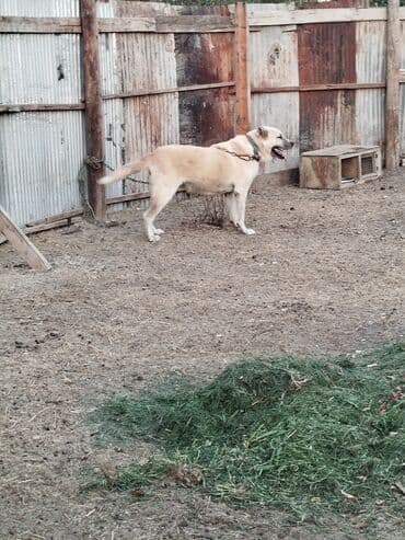 it adları erkək: Kanqal, Erkek, Ünvandan götürmə — 1