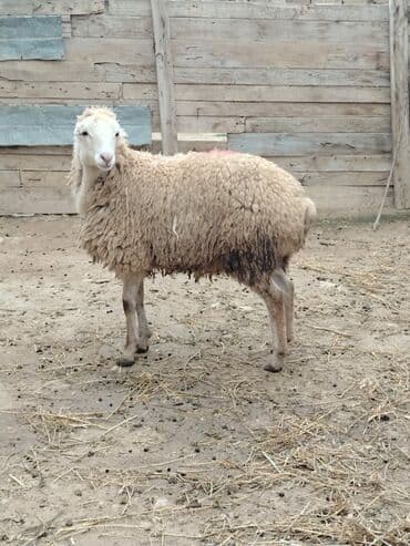 Akvariumlar: Razilasmaq olar — 8