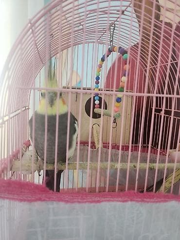 qefes: Nimfa (cockatiel) cütü və qəfəs dəsti - Növ: Nimfa (Nymphicus — 2
