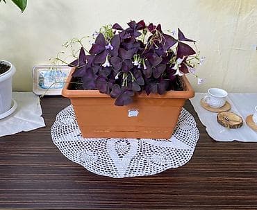 Oxalis Triangularis Bənövşəyi Üçyarpaq Yonca Yuxu Kəpənək Gülü Asan — 1