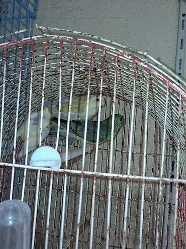 Bala pepçik dənəsi 70 manat lalafo.az -da Bala pepçik dənəsi 70 manat