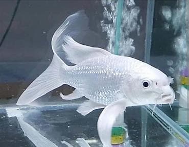 balıq qablar: Salam 5 ədəd balıqdır 1 aranda 4 ədəd koi 2 si ag platin 2 si rəngli — 1