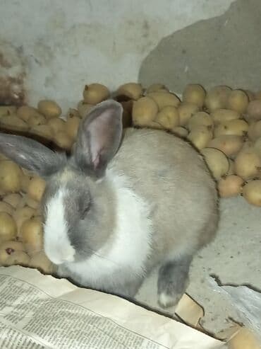 dovşanlar: Ev dovşanı - Cins/Tip: Evcil dekorativ dovşan - Rəng: Boz-krem ağ — 4