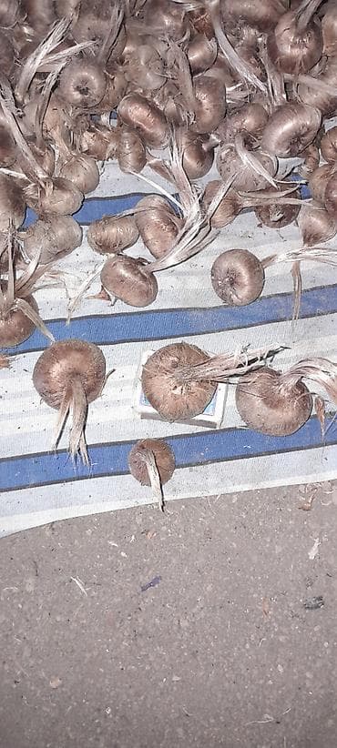 Digər bitkilər: Sağlam,təmizlənmiş və məhsuldar zəfəran soğanaqları satışdadır.Əkilən — 2