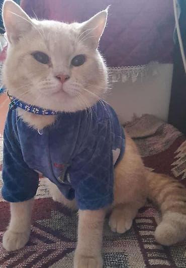 ponço nədir: Ponçikin 3 yaşı var vaxdım yoxdu baxa bilmirəm deyə satıram 1 sunka — 3