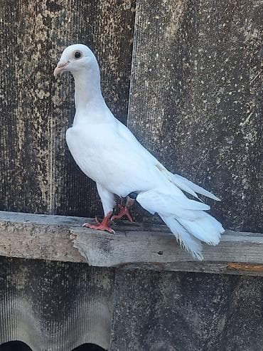 goyercin bazari: Ağ Dırakon Satlır xoruza oxşayır bir tayın qacıb diyə bunda satıram — 1