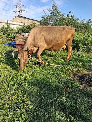 Dişi, il: 10, Südlük, Ünvandan götürmə