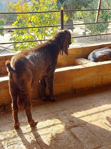 sudlu kecilər: 3üdə bir yerdə satılır, 1 erkəy 2 dişi marağlanan yaza bilər — 2