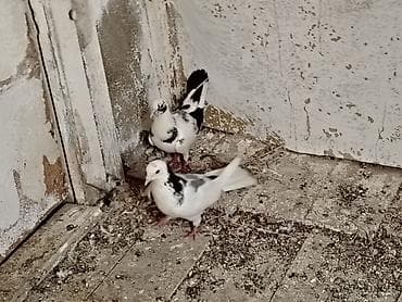 Salam göy nişanlar sonu 25manat tutulmadilar unvan maşdaga 0516831165 — 4