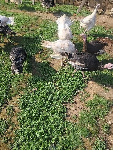 Salam tam sağlam super heyvanlardi ünvan Hövsan kendi. Qiymət göre