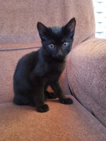 Digər heyvanlar: Türk anqora, Erkək, Yaxşı əllərə, Ünvandan götürmə — 2