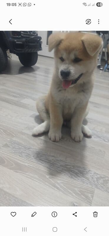 сколько стоит щенок акита ину: Акита-ину, 2 месяца, Самец, С прививками — 2