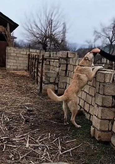 bulbul satisi: Satılır 10 aylıqdı — 4