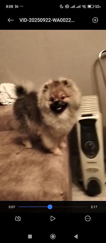 qanqal balası: Şpitz, Erkek, Sənədli — 6