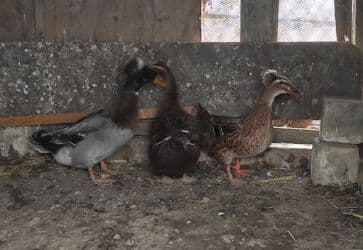 lal ordəklərin satışı: Salam 1 yaşıl baş kəkilli, 2 sona 1 ri kəkilli satilir qiyməti 60 AZN — 5