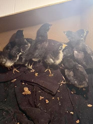 kend cuceleri: Toyuq cücələri, Ətlik — 1