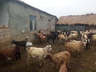 cucə yem qabı: Keçilər satilir — 7