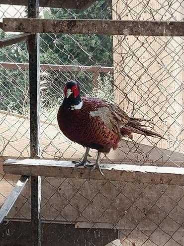 şəffaf su: Məhsul: Qırqovul (Canlı quş) Təsvir: - Növ: Qırqovul (uzun quyruqlu — 6