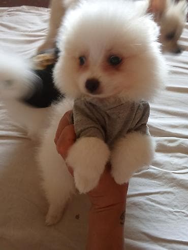 pomeranian spits: Şpitz, 2 ay, Erkek, Sənədli, Ünvandan götürmə — 4