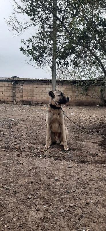 it heyvan: Kanqal, 10 ay, Erkek — 3