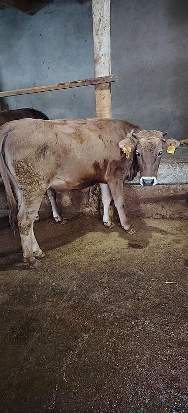 Dişi düyə damazlıq südlük ətliyə yararlıdır Ünvan Novxani