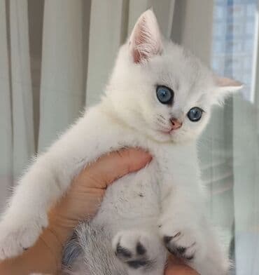 Britan, Dişi, Yaxşı əllərə, Ünvandan götürmə lalafo.az -da Britan, Dişi, Yaxşı əllərə, Ünvandan götürmə