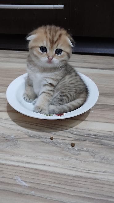 Gəmiricilər: Qızıl şinşilla, Dişi, Yaxşı əllərə, Ünvandan götürmə — 3