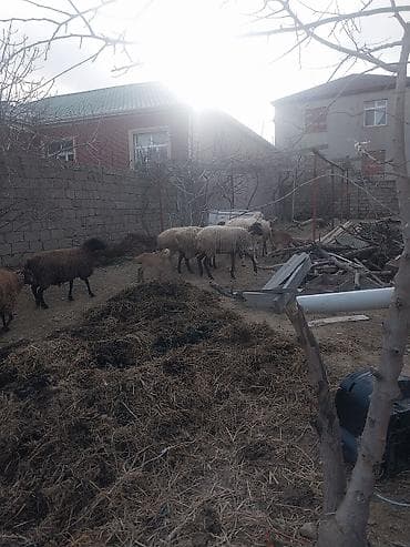 meymun sekli: 400 manatda 750 manata kimi var — 5