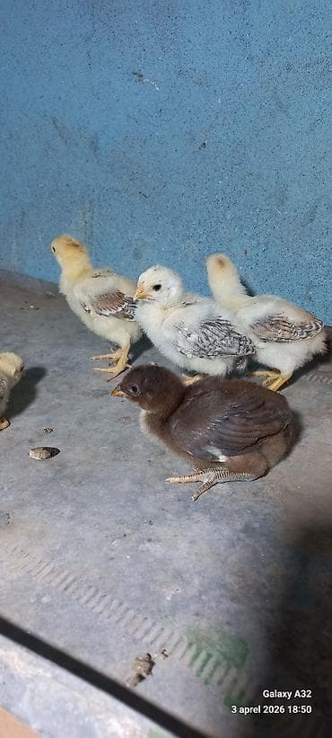 kənt cucəsi: Toyuq, Damazlıq — 3