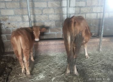 cuce satisi 2020: 2 qarın heyvandi 6 litr südü var sakit sağlam heyvandi balası dişidir — 2