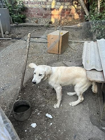 cutlesme disi: Retriever, 6 ay, Dişi — 4