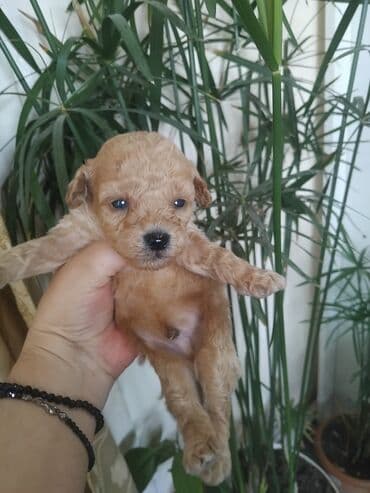мальтипу купить: Pudel, 1 ay, Erkek — 6