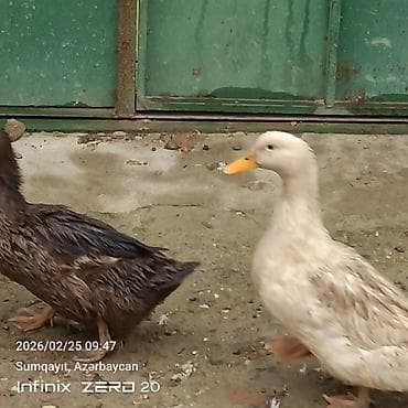 at qiyməti: Görduyunuz səsli ördəklər artiq bir neçəsi yumurtduyur Lal ördeklərin — 1