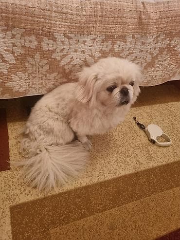 Pekines, 2 il, Erkek, Ünvandan götürmə