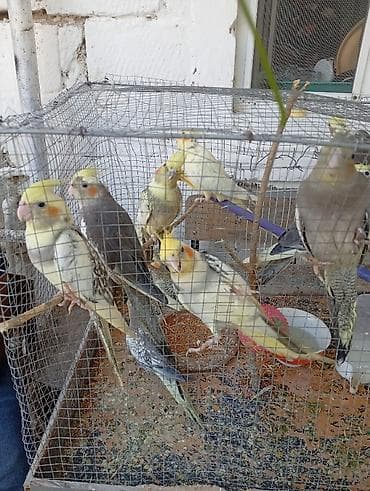 Птицы: Korella tutuquşu. 9 ədədir 3 ayliq quşlardi qoca deyil teze — 1