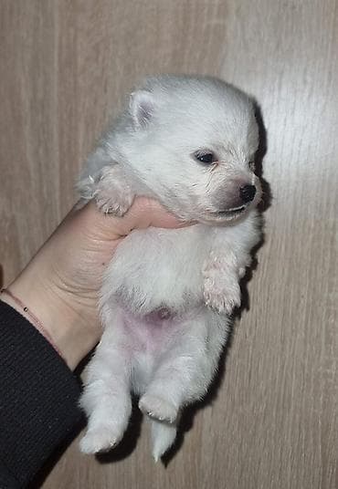 Şpitz, Peyvəndli lalafo.az -da Şpitz, Peyvəndli