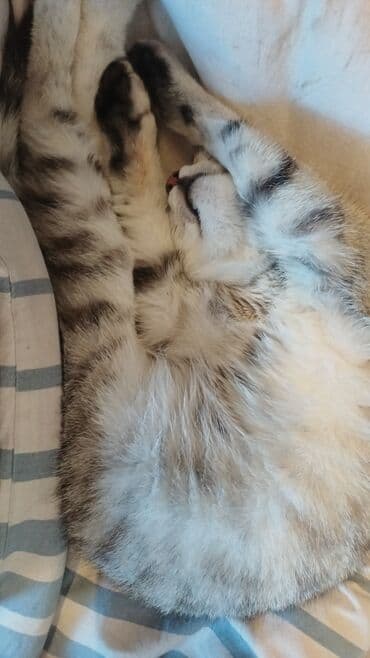 животные в добрые руки: Бенгальская, Самка, В добрые руки — 4