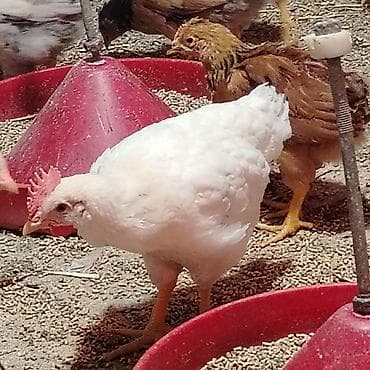 yetim quzular: Toyuq cücələri, Damazlıq, Ünvandan götürmə — 2