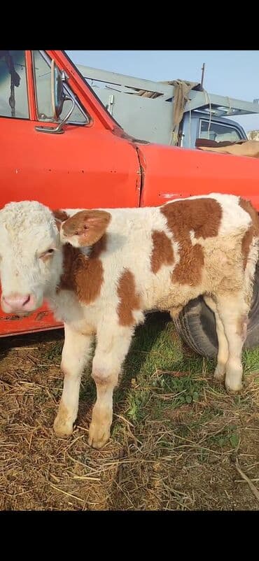 quzu şəkilləri: Satış: balaca buzov - Cins: ağ-qəhvəyi ləkəli, etlik-südlük tip. - — 2