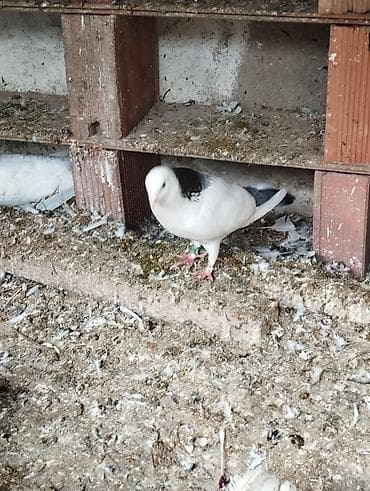 İtlər: Salam Aleykum çep maya tutulmadi dikelib oynuyan qusdu maya 25m — 5