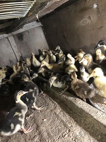 kangal balalari: 35-45 Günluk ördek balalari 35/5- 45/6 13-Gunluk Ördek balalari 3.70 — 8