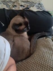 сиамская вислоухая кошка цена: Сиамская, Самец, Для вязки, Самовывоз — 1