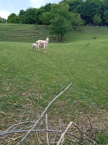 obyekt satilir: 60 sot, Kənd təsərrüfatı, Mülkiyyətçi, Kupça (Çıxarış) — 9