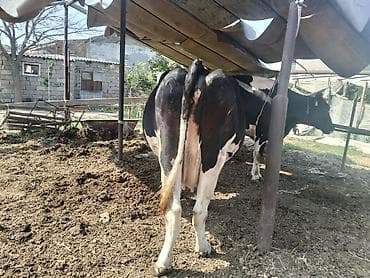 sort inəklər: Holşteyn inəklər satılır. Biri bir aydır doğub,dişi balalı, 35 litr — 4