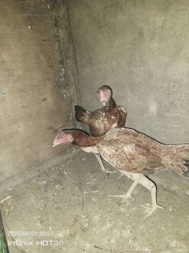 приют для кошек в баку: Super heyvanlardı cütü 80 manata deyilir real alan olsa endirim olar — 1