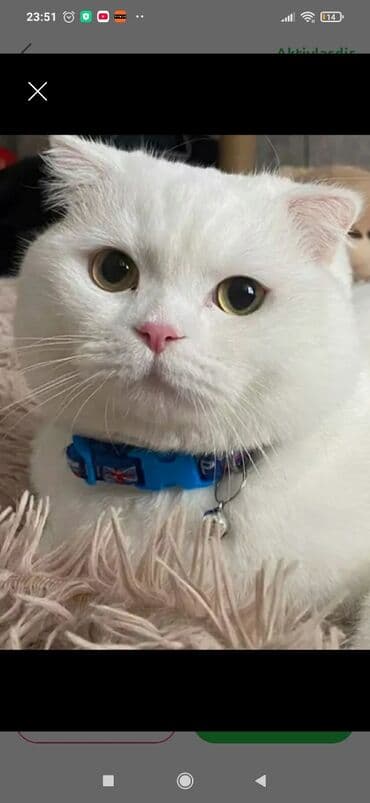 Lincoln: Шотладская вислоухая — 1