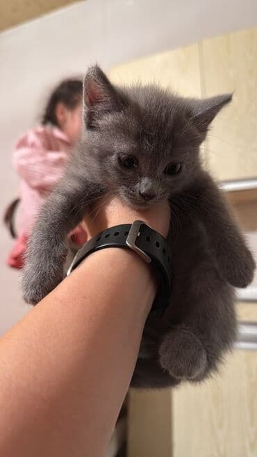 вислоухий кот цена: Şotland yastı qulaq, Yaxşı əllərə — 4