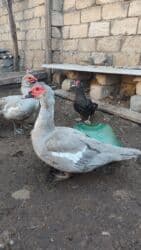 Коровы, быки: Lavanda xoruzlar satılır biri 1ilikdi 50manat o biri 2 ilikdi 40 — 1