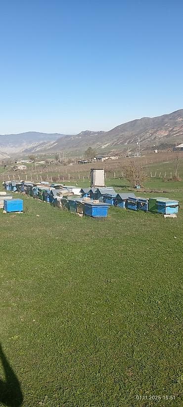 Dovşanlar: 60 yeşik arı ailəsi yeşiklerler bir yerdə satıram buyurub zəng edə — 6